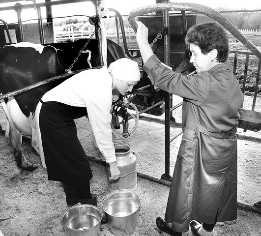Доить коров  –  профессия мужская 
