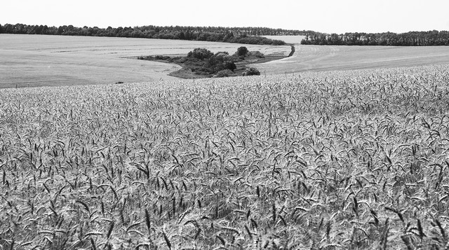 NO-TILL: вернём земле плодородие