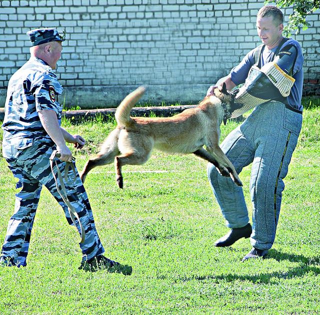 ПРОФЕССИОНАЛЫ С ХВОСТИКОМ